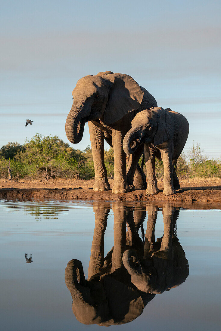 African elephant (Loxodonta africana) and calf at waterhole,Mashatu Game Reserve,Botswana.