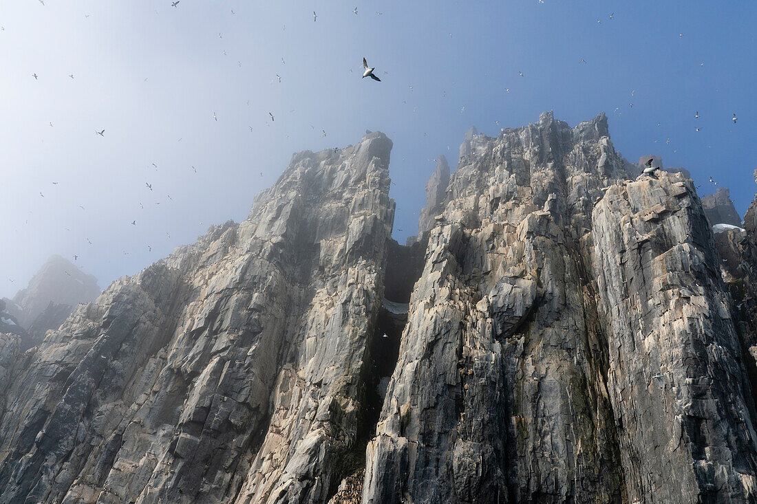 Trottellumme (Uria lomvia), Alkefjellet, Spitzbergen, Svalbard-Inseln, Norwegen.