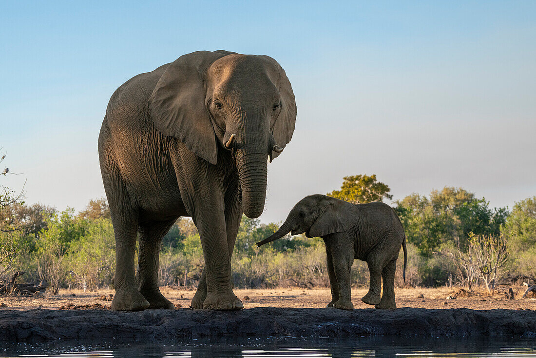 African elephant (Loxodonta africana) and calf at waterhole,Mashatu Game Reserve,Botswana.