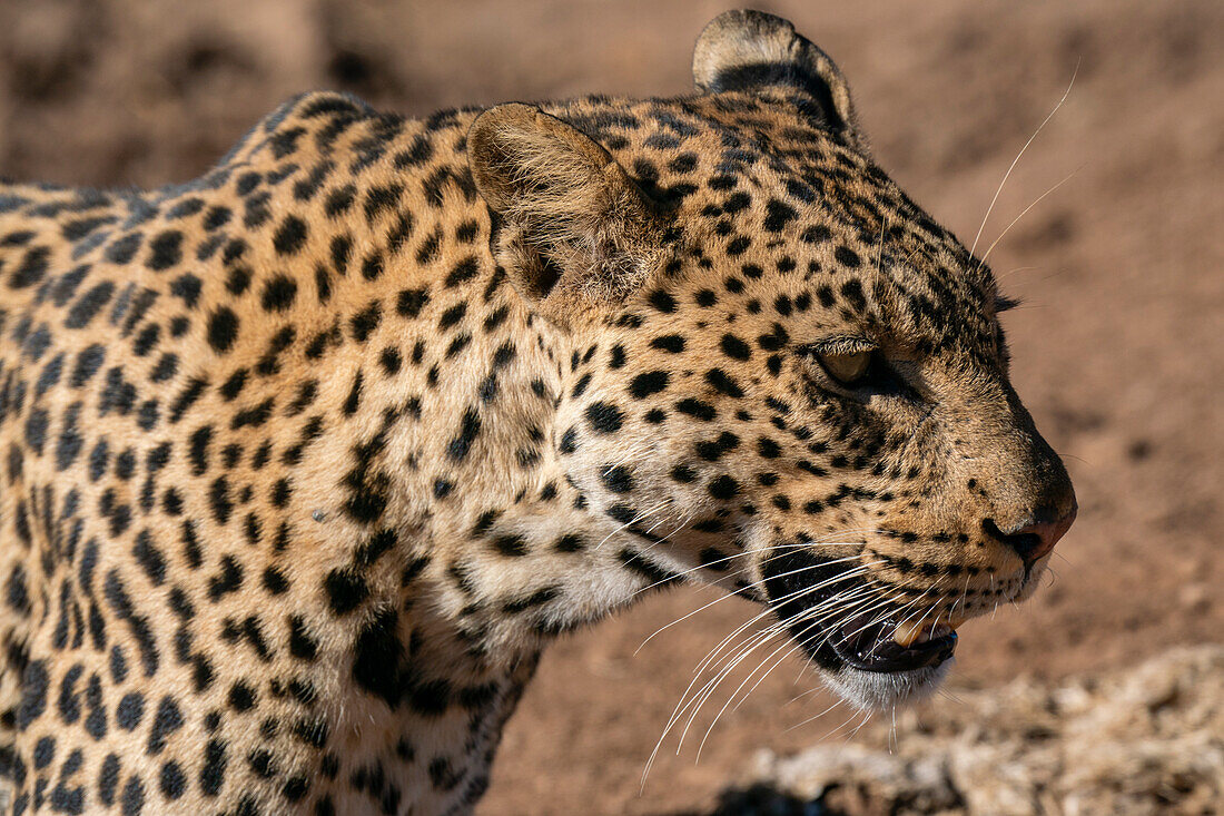 Leopard (Panthera pardus),Mashatu Game Reserve,Botswana.