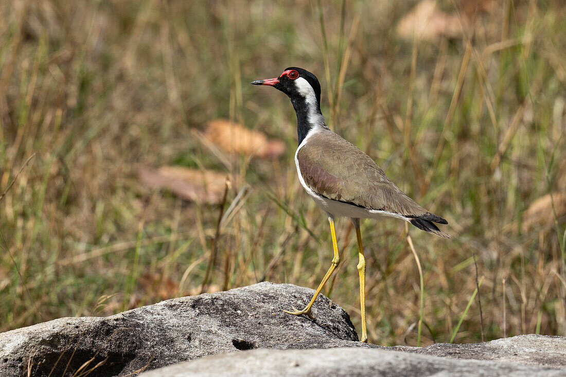 Rotlappenkiebitz (Vanellus indicus), Bandhavgarh National Park, Indien.