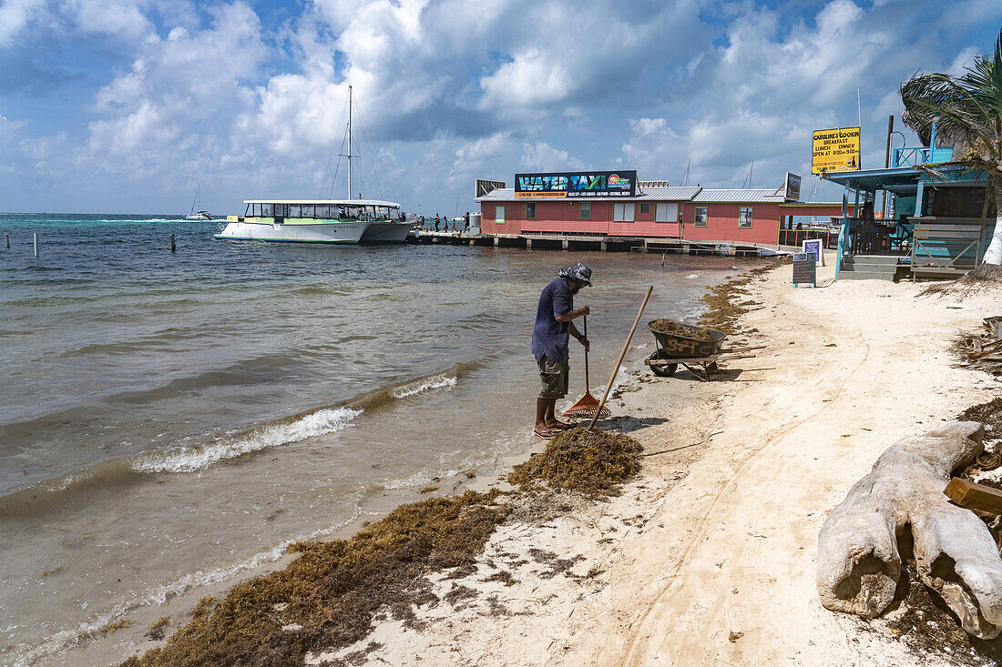 In San Pedro auf Ambergris Caye, Belize, harkt ein Arbeiter jeden Tag Berge von Seegras vom Strand auf. Die Überschwemmungen mit Seegras haben sich seit 2011 aufgrund der zunehmenden Wasserverschmutzung und des Klimawandels verschlimmert.