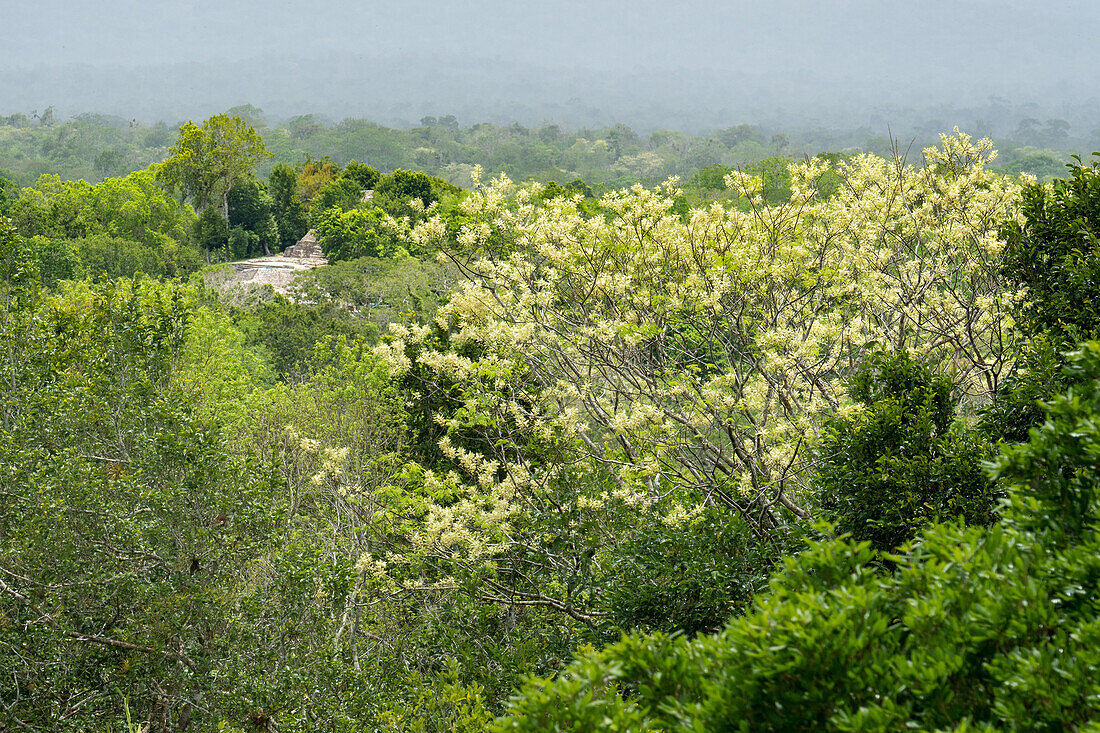 Ein Akazienbaum, Gattung Mariosousa, in Blüte im Yaxha-Nakun-Naranjo-Nationalpark, Peten, Guatemala.