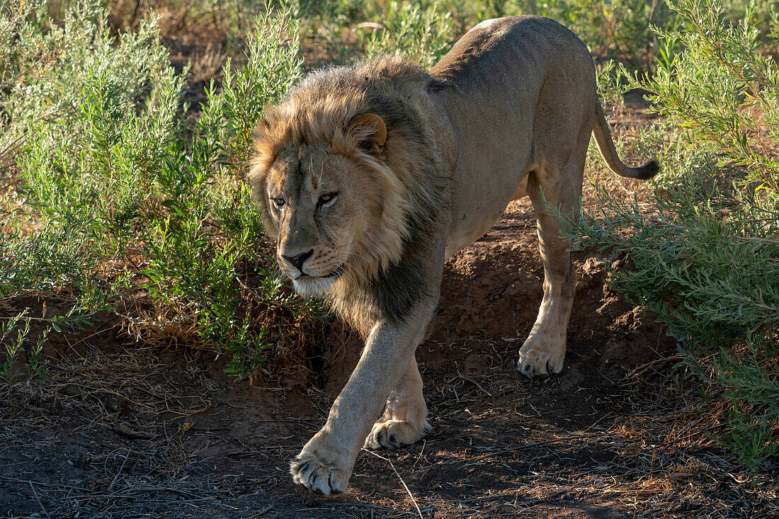 Männlicher Löwe (Panthera leo), Mashatu Game Reserve, Botswana.