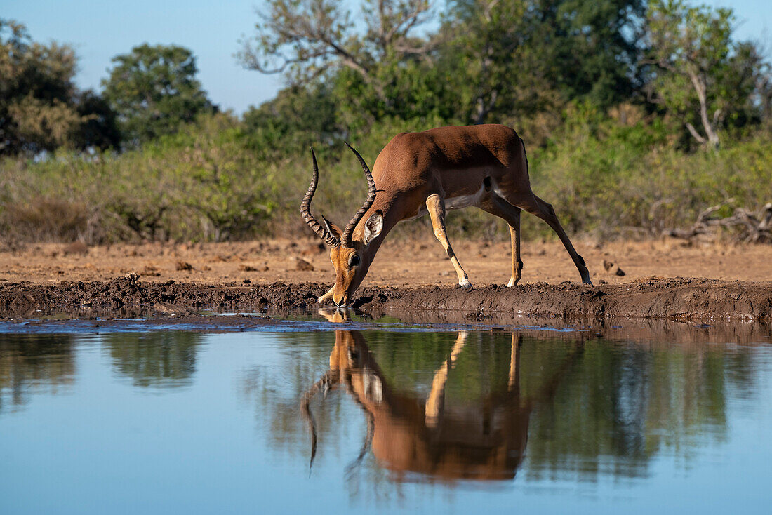 Impala (Aepyceros melampus) beim Trinken am Wasserloch, Mashatu Game Reserve, Botswana.