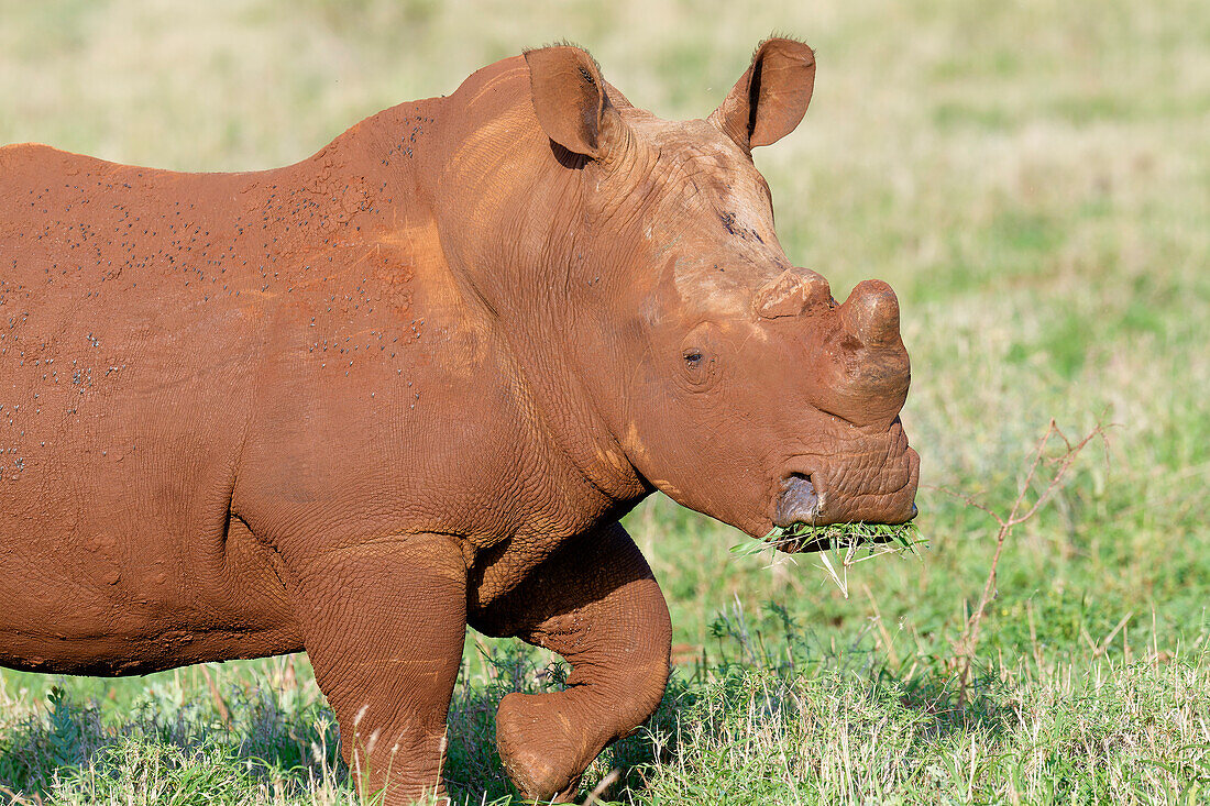 Breitmaulnashorn (Ceratotherium simum), bedeckt mit roter Erde, Provinz Kwazulu Natal, Südafrika, Afrika