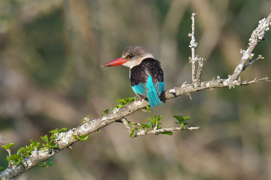 Brown-hooded kingfisher (Halcyon albiventris) on a branch,Kwazulu Natal Province,South Africa,Africa