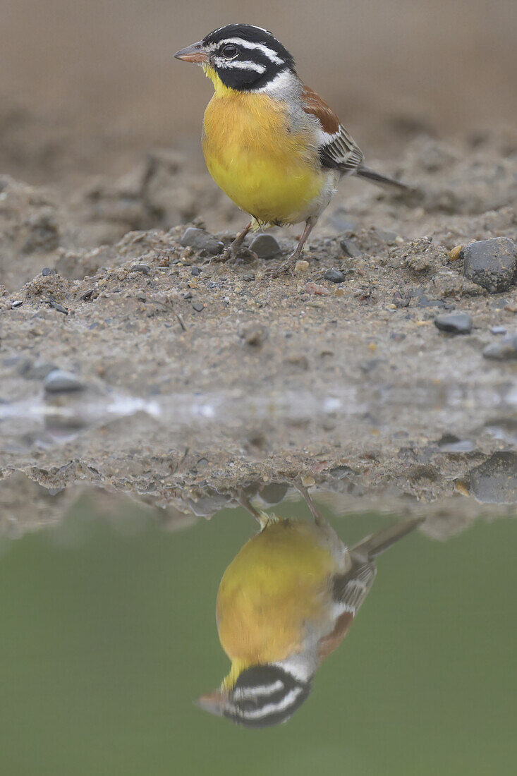 Golden-breasted bunting (Emberiza flaviventris) reflecting in Pond,Kwazulu Natal Province,South Africa,Africa
