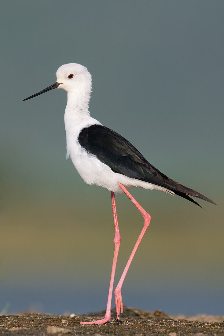 Stelzenläufer (Himantopus himantopus),Kwazulu Natal Provinz,Südafrika,Afrika