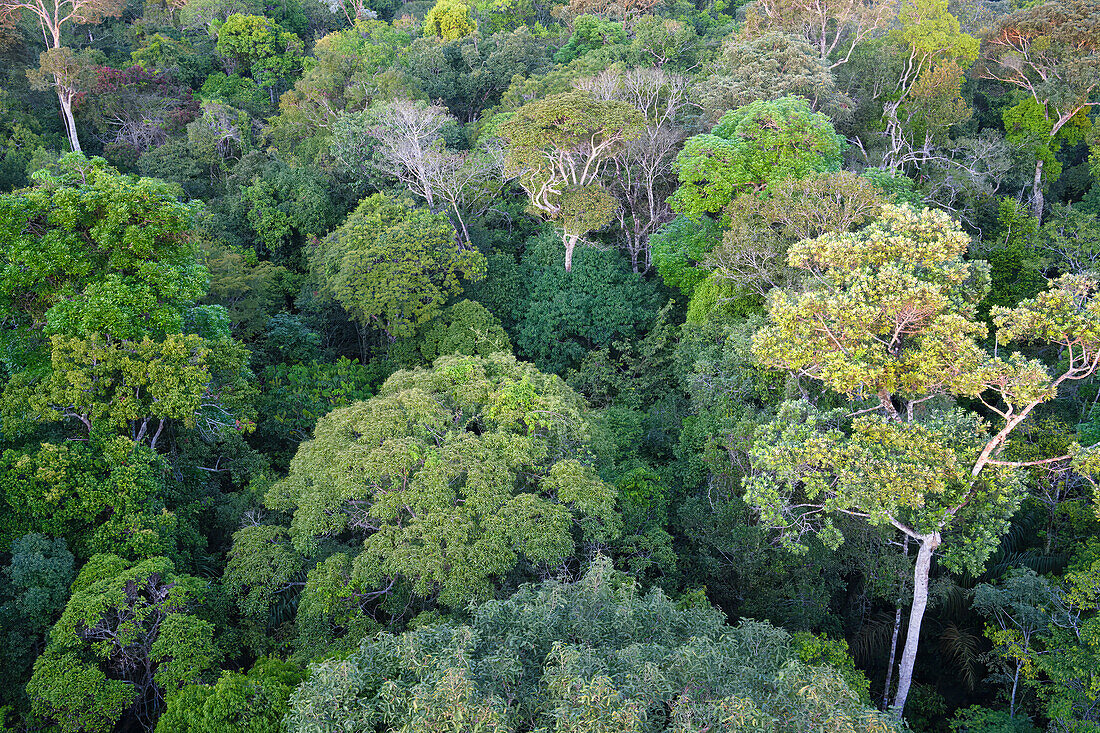 Blick über die Baumkronen des Adolpho Ducke Forest Reserve, Manaus, Staat Amazonien, Brasilien, Südamerika