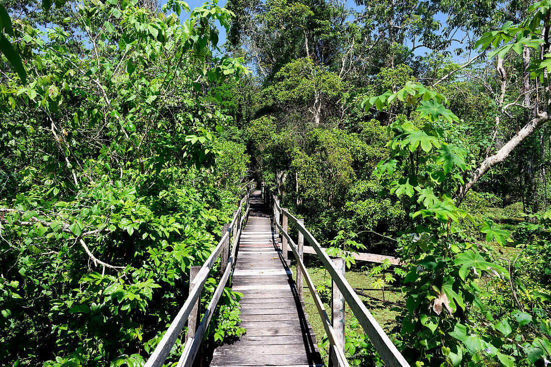 Uferpromenade im überschwemmten Wald entlang des Rio Negro, Manaus, Bundesstaat Amazonien, Brasilien, Südamerika