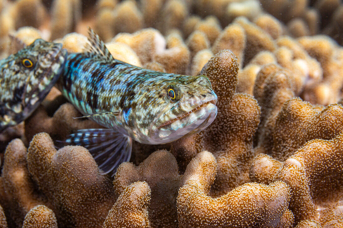 Ein Paar erwachsener bunter Eidechsenfische (Synodus variegatus), vor Bangka Island, nahe Manado, Sulawesi, Indonesien, Südostasien, Asien