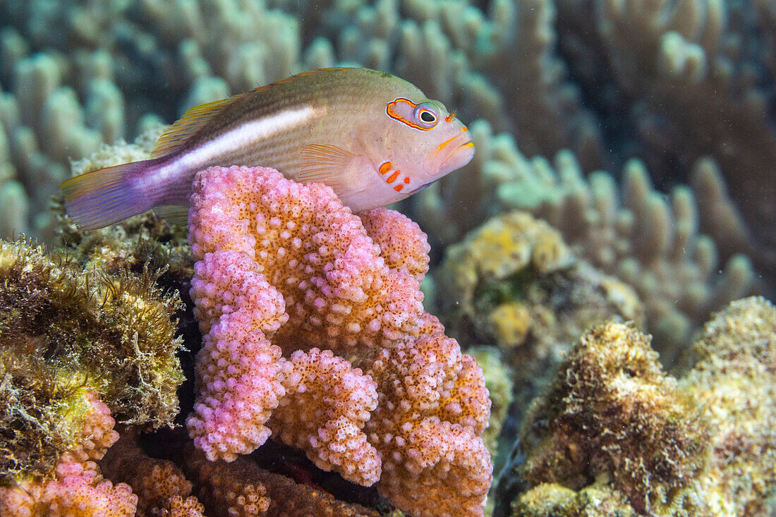 An adult arc-eye Hawkfish (Paracirrhites arcatus),off Bangka Island,near Manado,Sulawesi,Indonesia,Southeast Asia,Asia