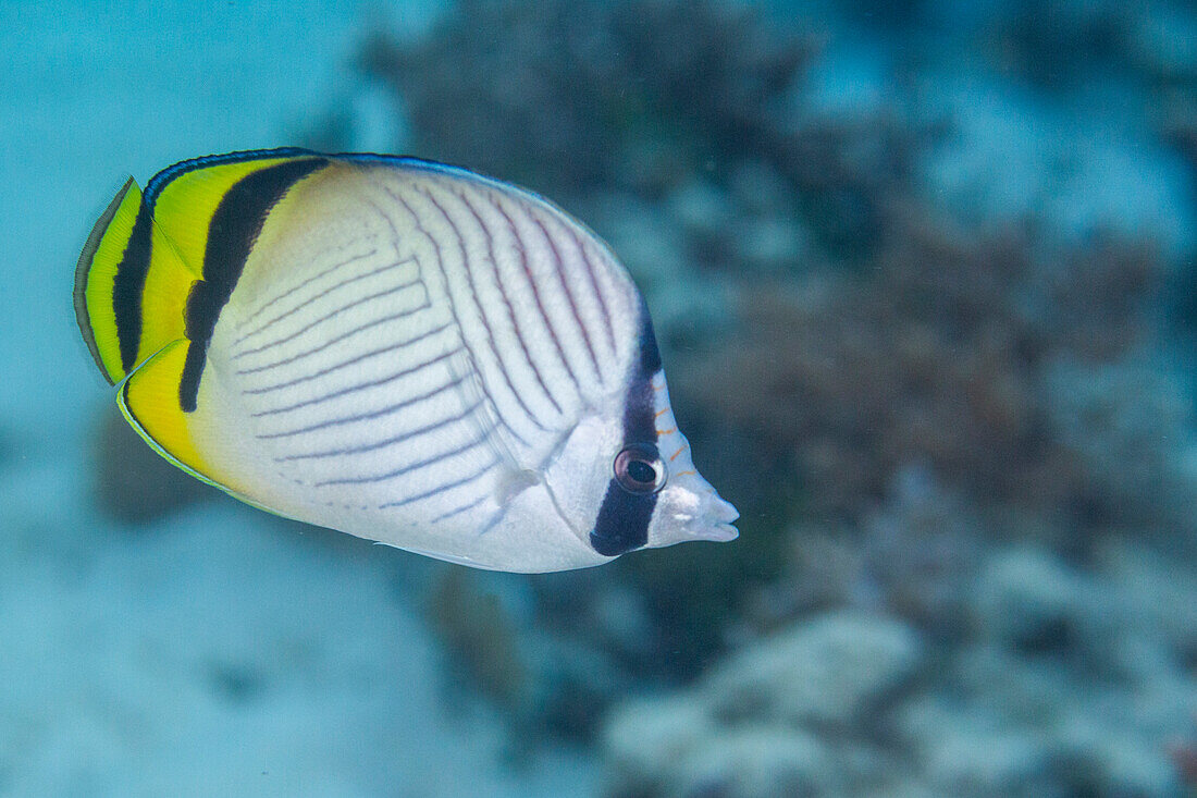 Ein ausgewachsener vagabundierender Falterfisch (Chaetodon vagabundus), vor der Insel Bangka, nahe Manado, Sulawesi, Indonesien, Südostasien, Asien