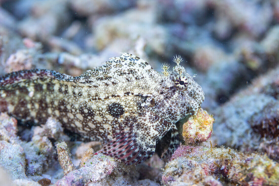 Ein ausgewachsener Juwelenschleimfisch (Salarias fasciatus), vor der Insel Bangka, nahe Manado, Sulawesi, Indonesien, Südostasien, Asien