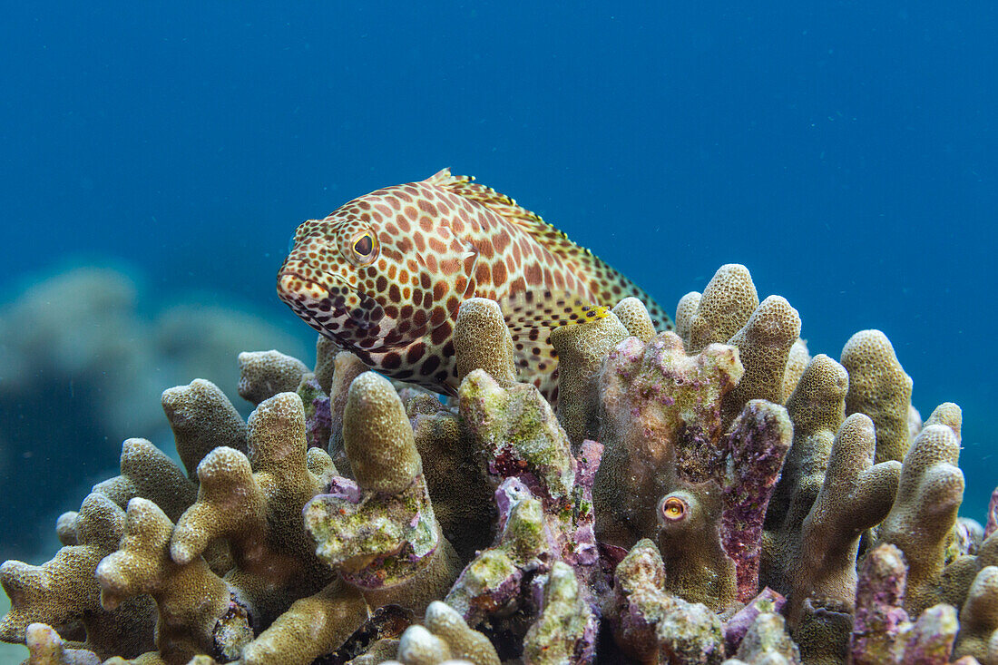 An adult honeycomb grouper (Epinephelus merra),off Bangka Island,near Manado,Sulawesi,Indonesia,Southeast Asia,Asia