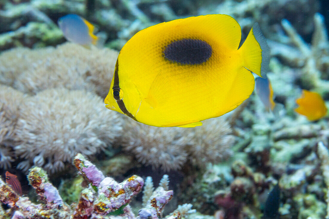 An adult mirror butterflyfish (Chaetodon speculum),off Kri Island,Raja Ampat,Indonesia,Southeast Asia,Asia