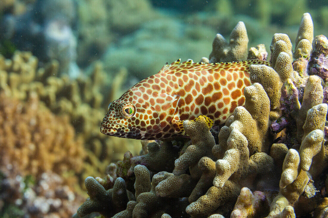 An adult honeycomb grouper (Epinephelus merra),off Bangka Island,near Manado,Sulawesi,Indonesia,Southeast Asia,Asia
