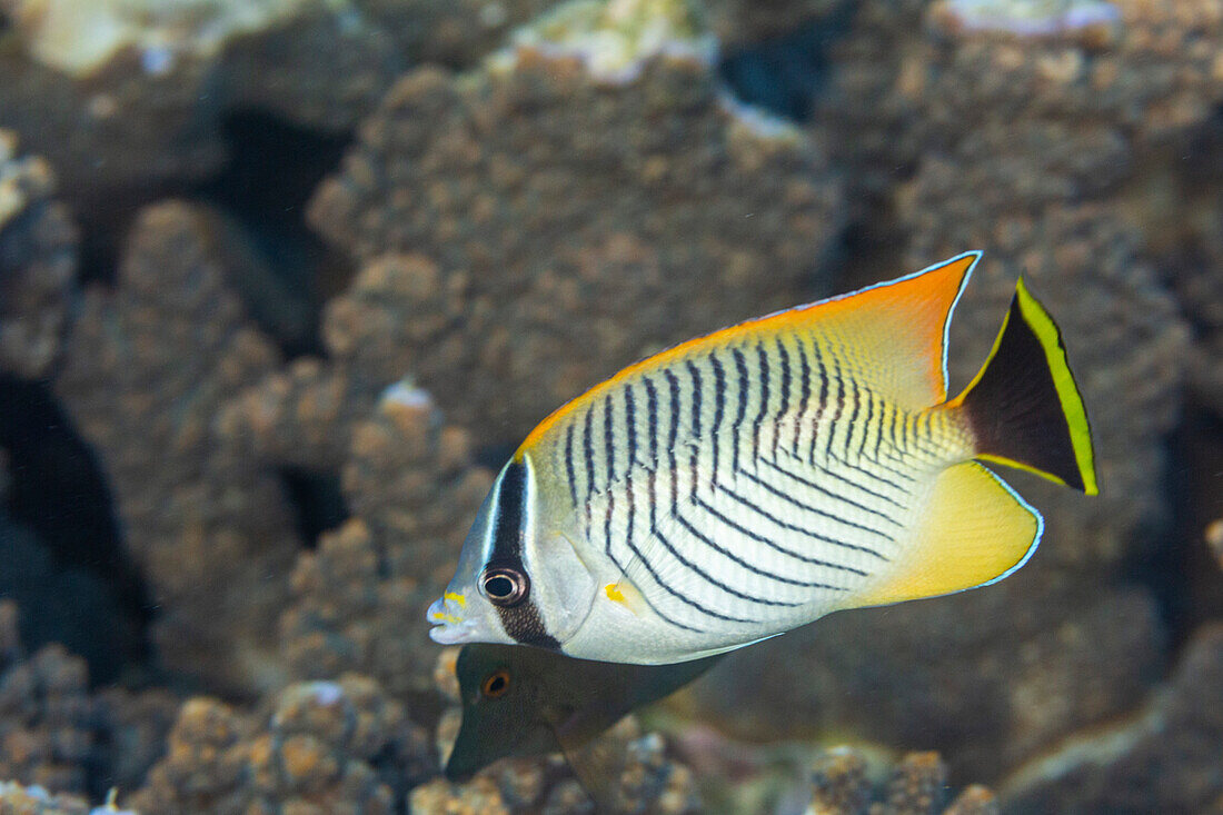 Ein ausgewachsener Chevron-Falterfisch (Chaetodon trifascialis), vor der Insel Bangka, nahe Manado, Sulawesi, Indonesien, Südostasien, Asien