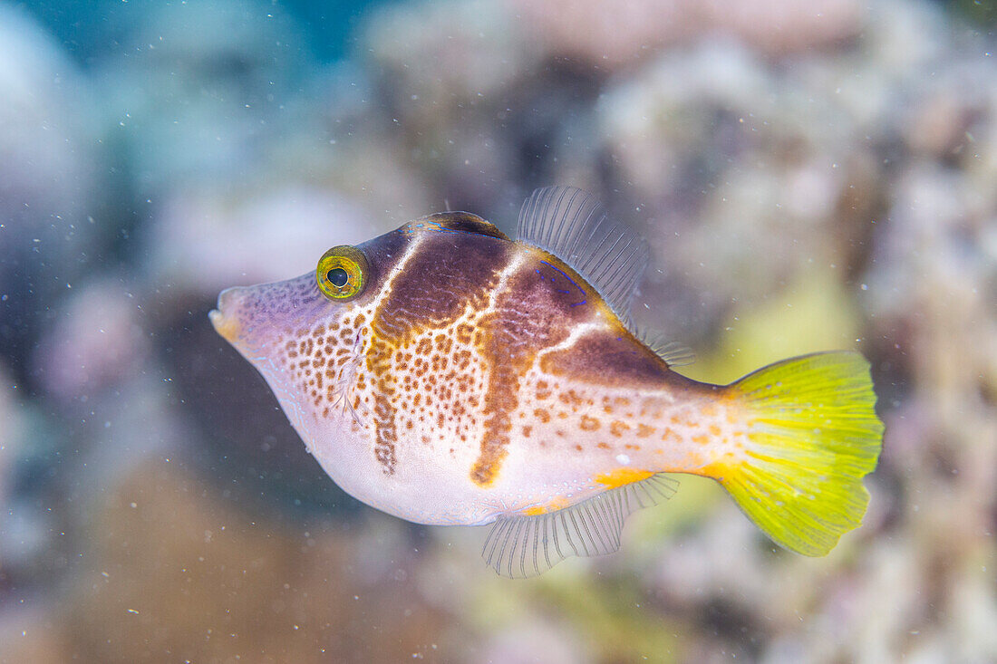 Ein ausgewachsener Mimik-Feilenfisch (Paraluteres prionurus), vor der Insel Bangka, nahe Manado, Sulawesi, Indonesien, Südostasien, Asien