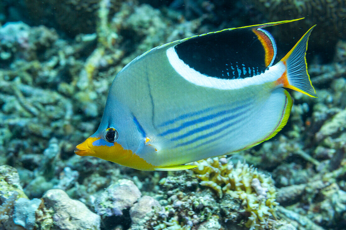 Ein ausgewachsener Sattelfalterfisch (Chaetodon ephippium), vor der Insel Kri, Raja Ampat, Indonesien, Südostasien, Asien