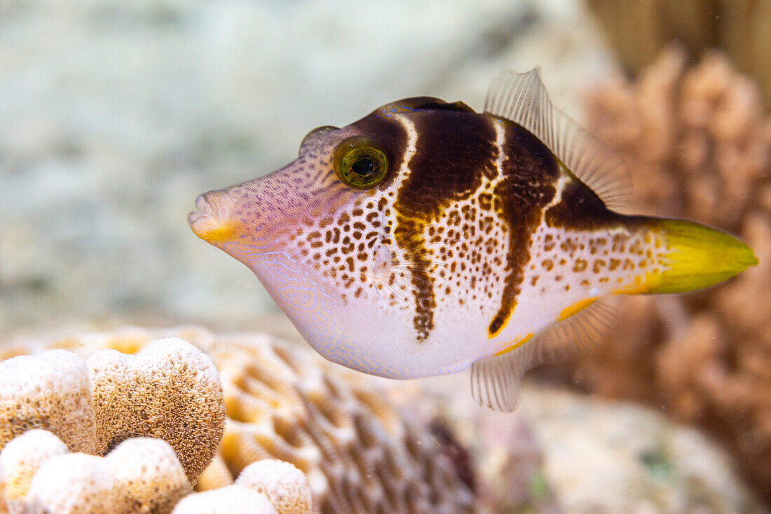 An adult mimic filefish (Paraluteres prionurus),off Bangka Island,near Manado,Sulawesi,Indonesia,Southeast Asia,Asia