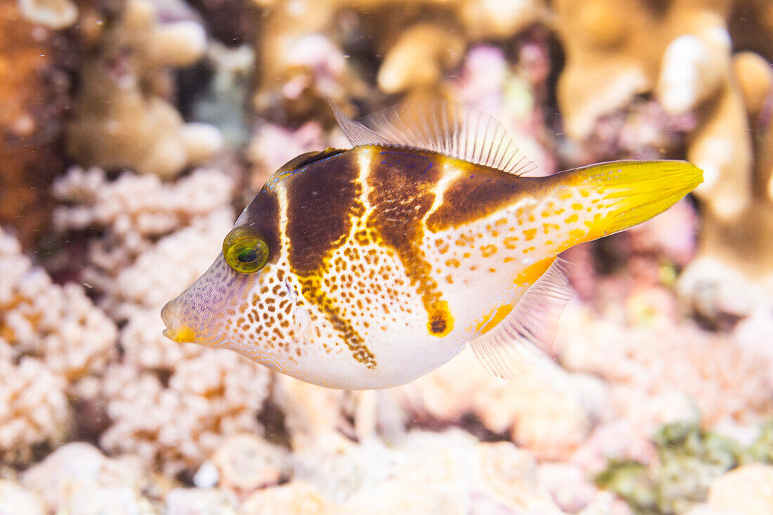 An adult mimic filefish (Paraluteres prionurus),off Bangka Island,near Manado,Sulawesi,Indonesia,Southeast Asia,Asia