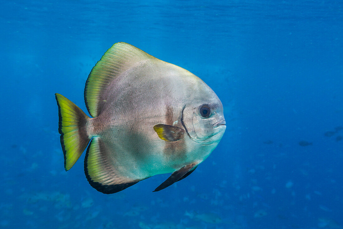 An adult golden spadefish (Platax boersii),off Sauwaderek Village Reef,Raja Ampat,Indonesia,Southeast Asia,Asia