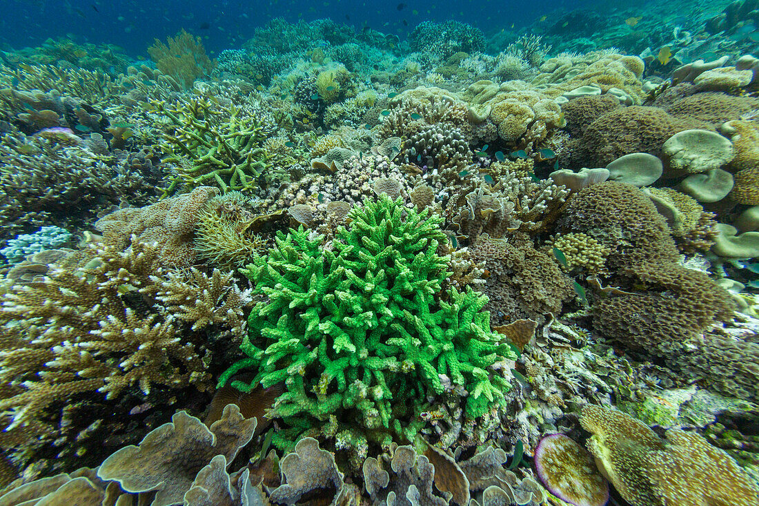 Reichhaltiges Leben im kristallklaren Wasser in den flachen Riffen vor Sandy Beach, Manta Point, Raja Ampat, Indonesien, Südostasien, Asien