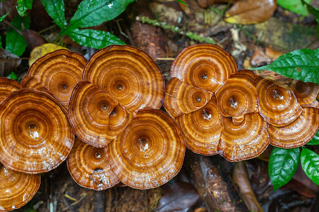 Gelbstielige Mikropore (Microporus xanthopus), wächst auf der Insel Waigeo, Raja Ampat, Indonesien, Südostasien, Asien