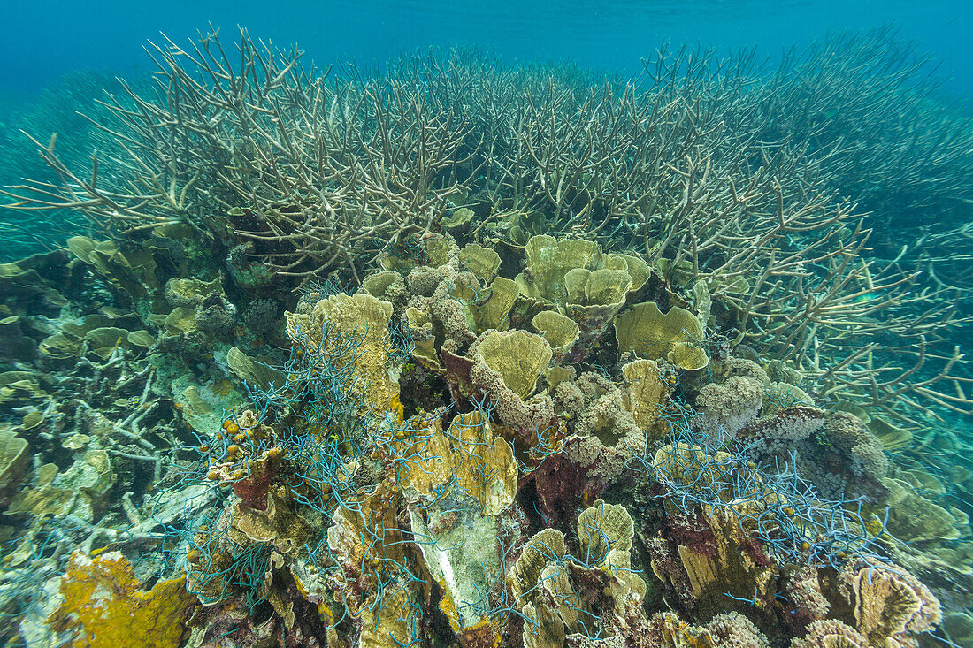 Fischernetz in der Koralle im kristallklaren Wasser in den flachen Riffen vor Wayag Bay, Raja Ampat, Indonesien, Südostasien, Asien