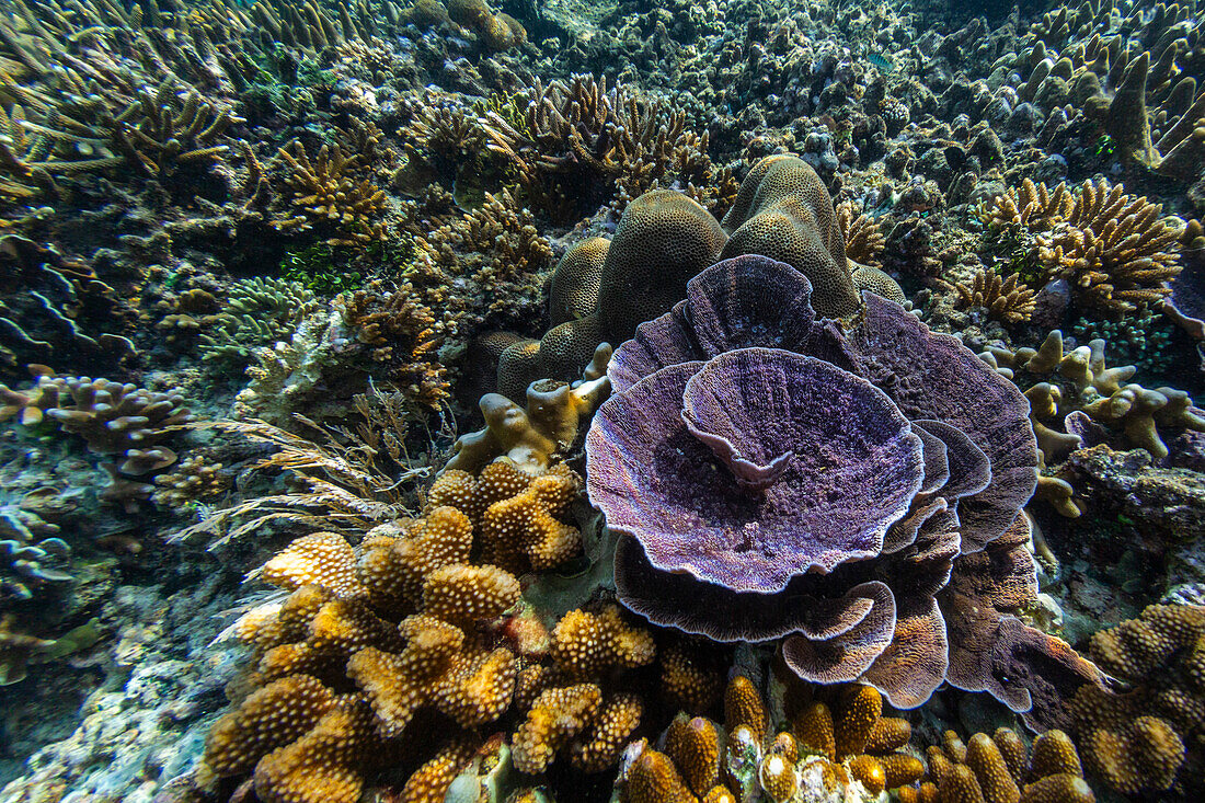 Reichhaltiges Leben im kristallklaren Wasser in den flachen Riffen der Äquatorinseln, Raja Ampat, Indonesien, Südostasien, Asien