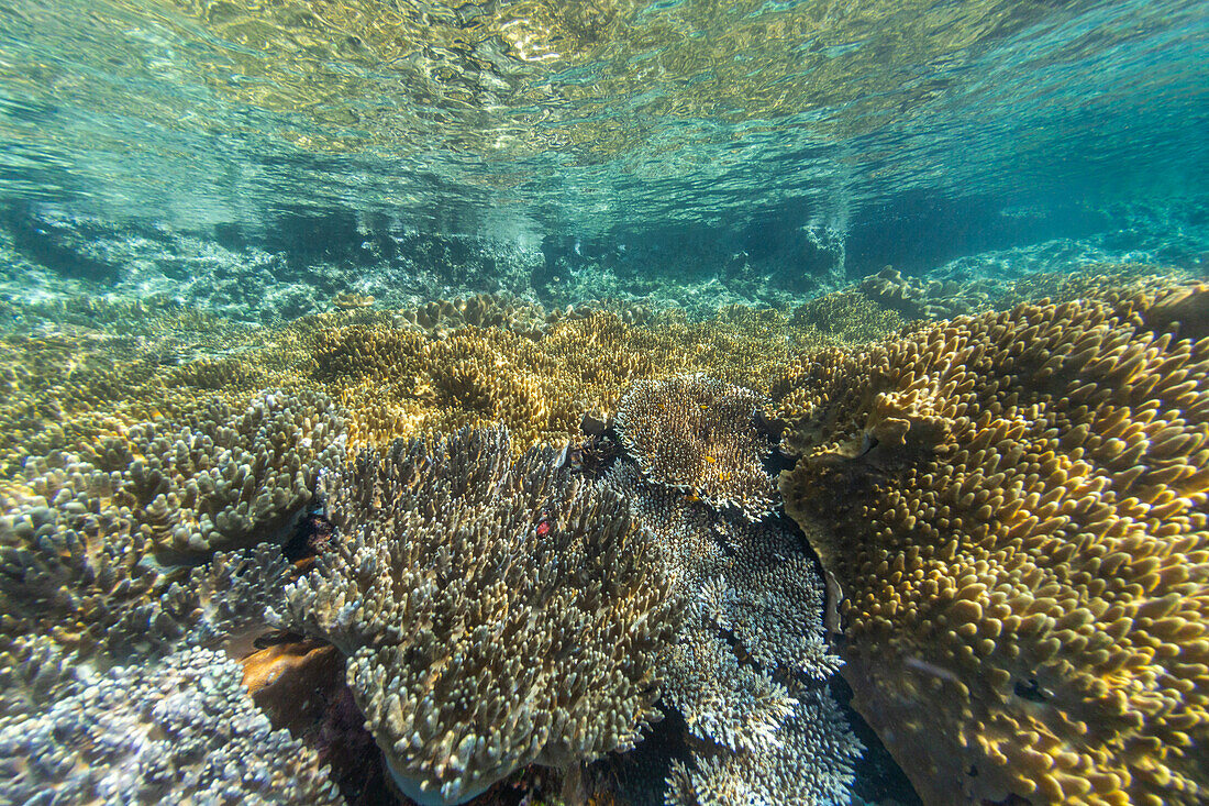 Reiches Leben im kristallklaren Wasser in den flachen Riffen vor Freewin Wall, nahe Waigeo Island, Raja Ampat, Indonesien, Südostasien, Asien