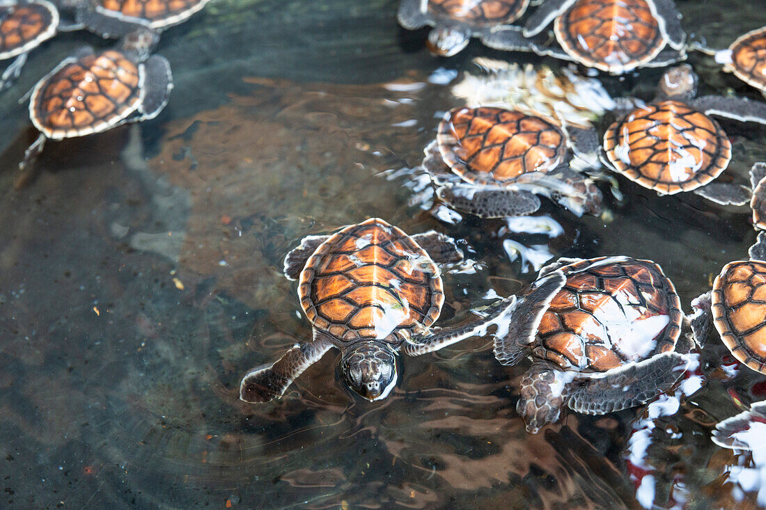 Eine Wanne voller grüner Meeresschildkröten (Chelonia mydas), Tangkoko National Preserve auf Sulawesi Island, Indonesien, Südostasien, Asien