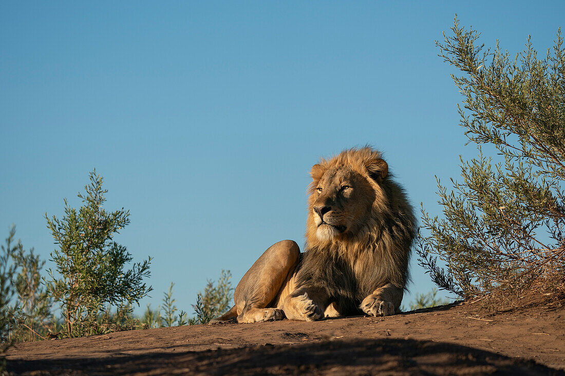 Männlicher Löwe (Panthera leo), Mashatu Game Reserve, Botswana.