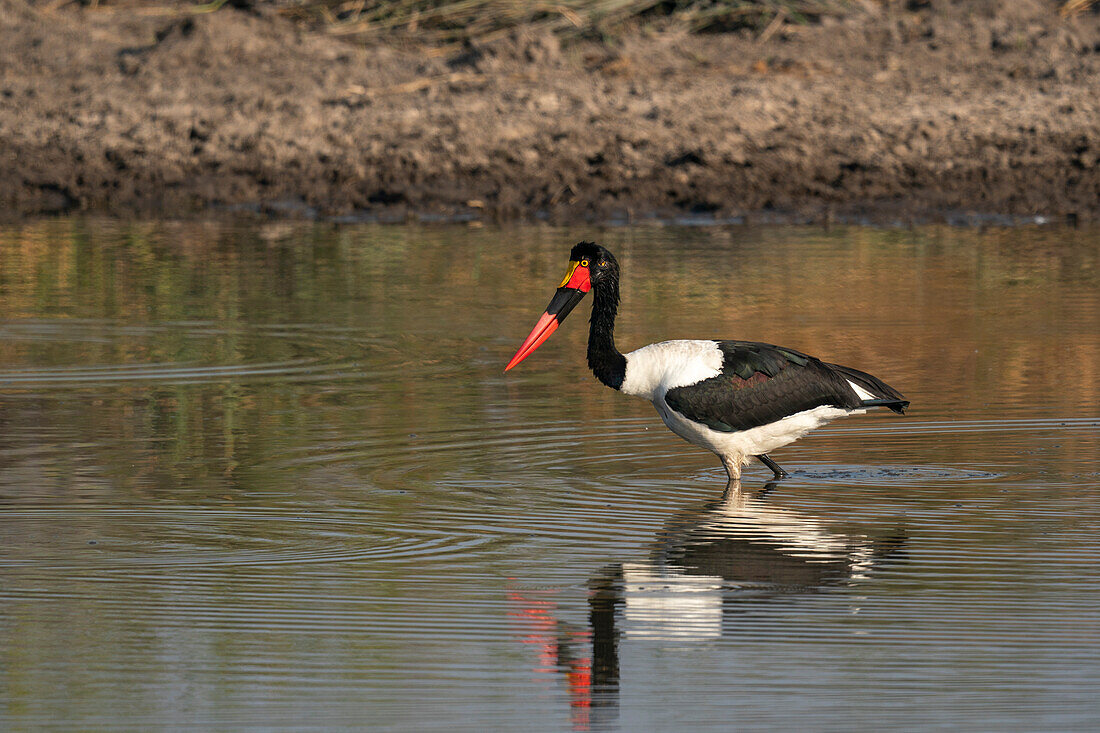 Saddle-billed Stork (Ephippiorhynchus senegalensis) fishing in a waterhole,Okavango Delta,Botswana.