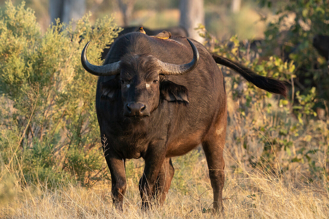 Afrikanischer Büffel (Syncerus caffer), Okavango-Delta, Botsuana.