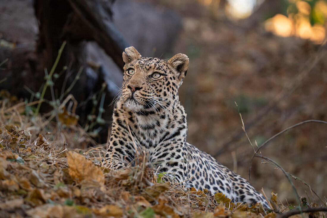 Leopard (Panthera pardus),Mashatu Game Reserve,Botswana.