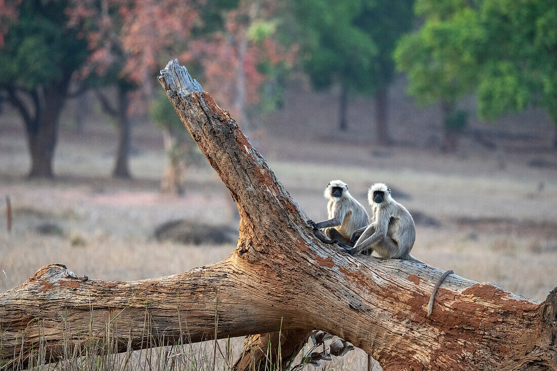 Gewöhnlicher Langur (Semnopithecus Entellus), Bandhavgarh National Park, Indien.