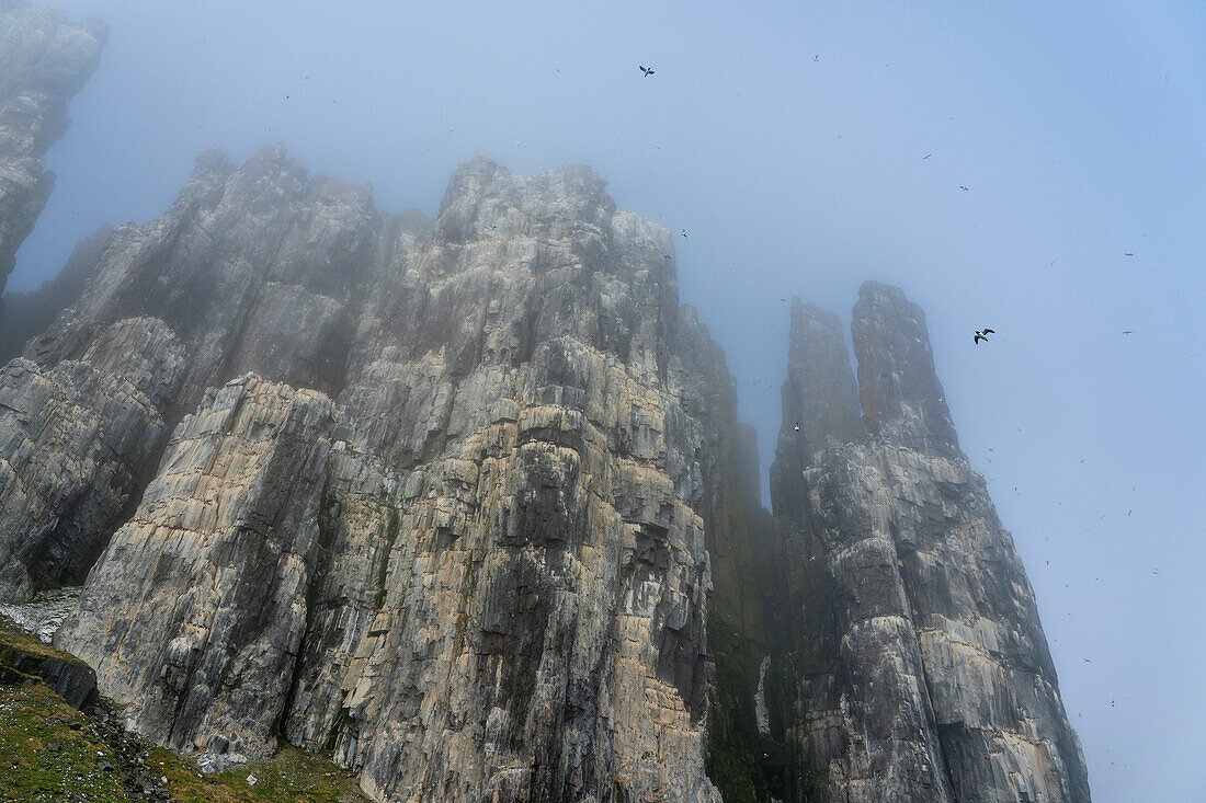 Bruennich's Guillemots (Uria lomvia),Alkefjellet,Spitsbergen,Svalbard Islands,Norway.