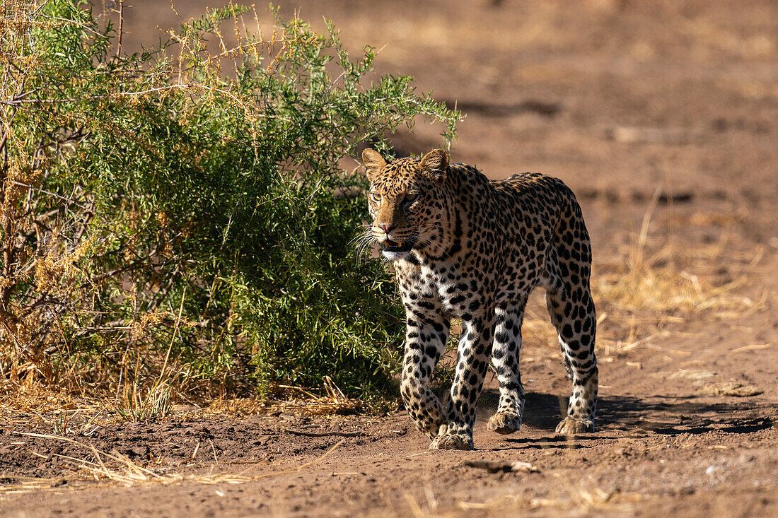 Leopard (Panthera pardus), Mashatu Game Reserve, Botswana.