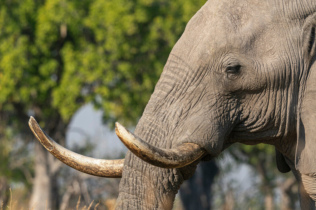 Porträt eines afrikanischen Elefanten (Loxodonta africana), Okavango Delta, Botswana.
