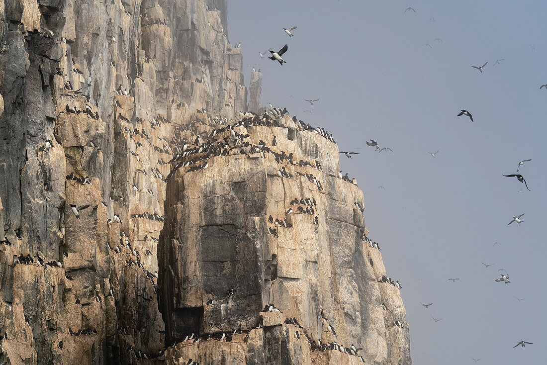 Bruennich's Guillemots (Uria lomvia),Alkefjellet,Spitsbergen,Svalbard Islands,Norway.