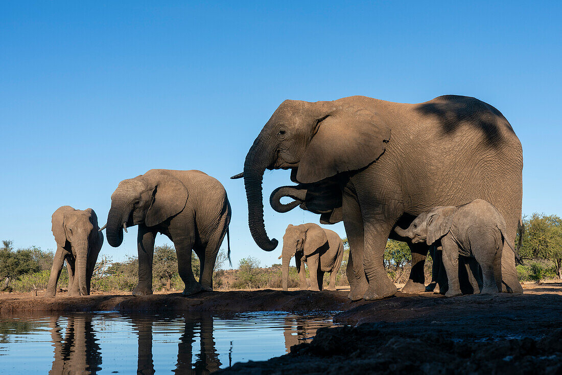 African elephants (Loxodonta africana) drinking at waterhole,Mashatu Game Reserve,Botswana.