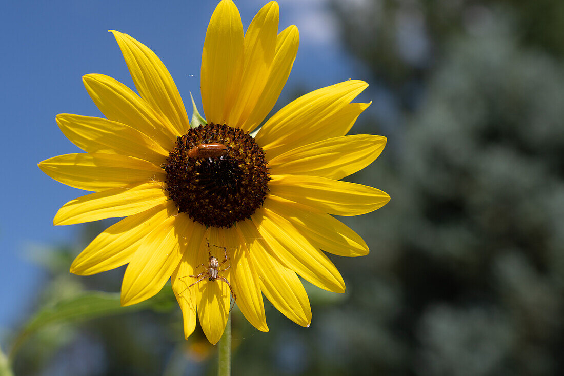 Ein Western Spotted Orbweaver,Neoscona oaxacensis,und ein Blisterkäfer auf einer Sonnenblume in Utah.