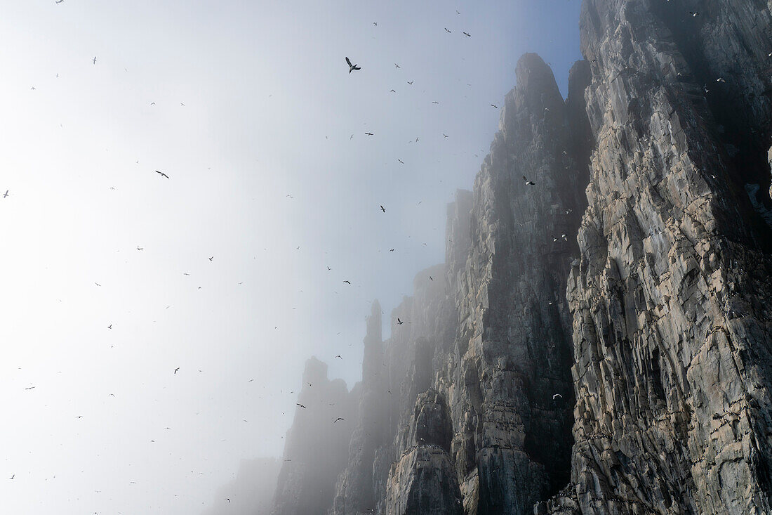 Bruennich's Guillemots (Uria lomvia),Alkefjellet,Spitsbergen,Svalbard Islands,Norway.