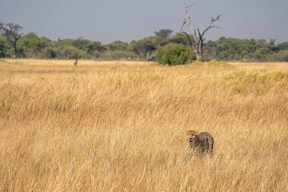 Cheetah (Acinonyx jubatus) walking in the savanna,Okavango Delta,Botswana.