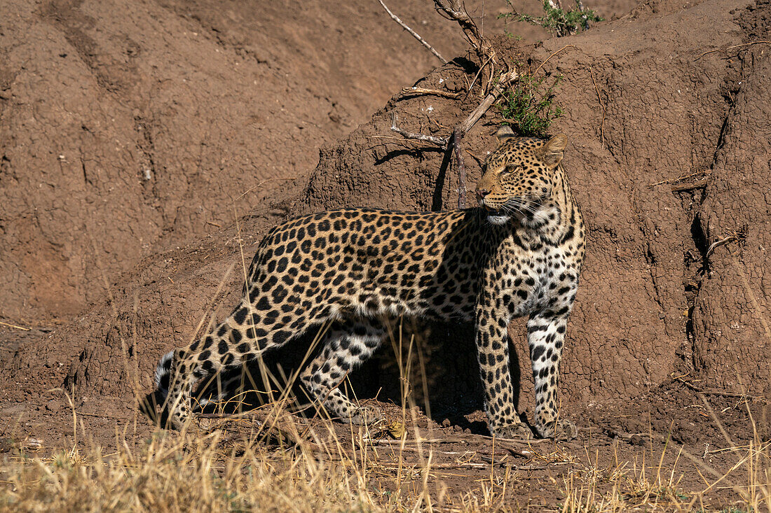 Leopard (Panthera pardus),Mashatu Game Reserve,Botswana.