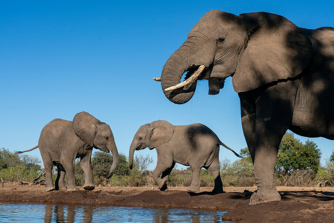 African elephants (Loxodonta africana) drinking at waterhole,Mashatu Game Reserve,Botswana.