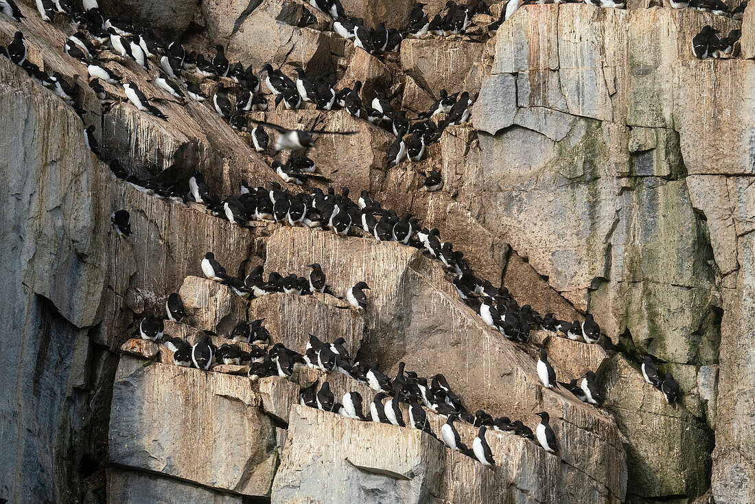 Trottellumme (Uria lomvia),Alkefjellet,Spitzbergen,Svalbard Inseln,Norwegen.